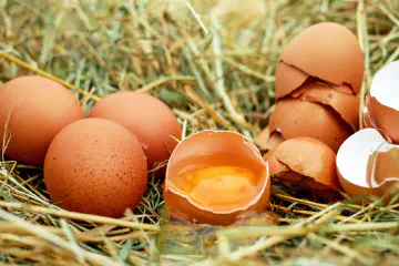 Nutrient in Eggs